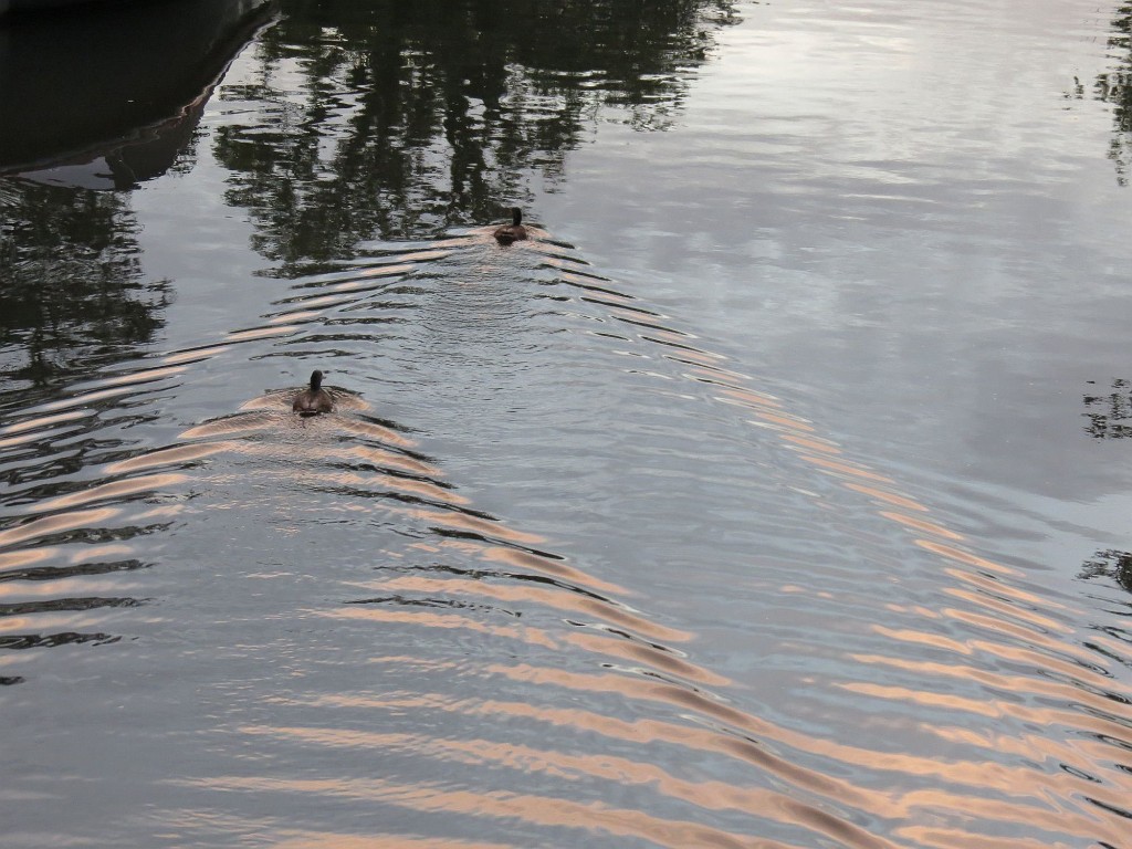 WF_Vecht_2013_077