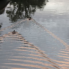 WF_Vecht_2013_077