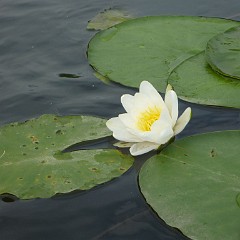 WF_Vecht_2013_083
